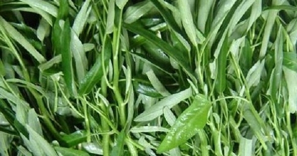3 ‘không’ khi ăn rau muống ai cũng phải nhớ