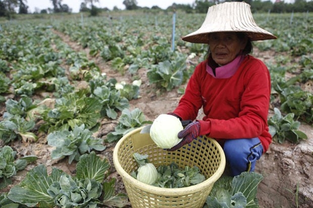 Một n&ocirc;ng d&acirc;n ở&nbsp;Nakhon Ratchasima thu hoạch bắp cải th&aacute;ng 1/2016. Ảnh:&nbsp;Bangkok Post