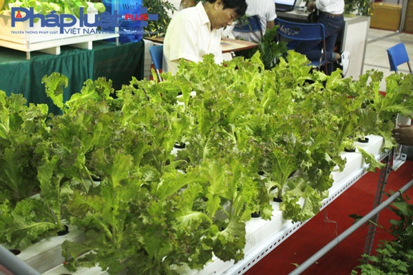 Người d&acirc;n Thủ đ&ocirc; t&igrave;m