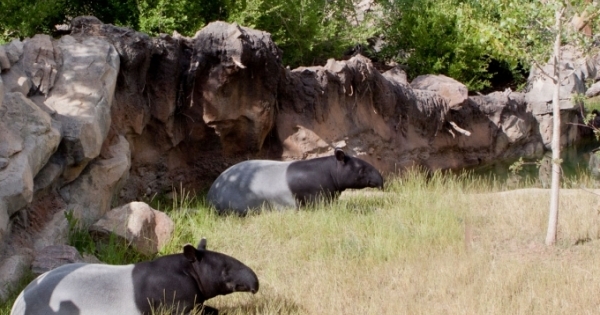 Bảo tồn loài heo vòi và đười ươi Borneo trong sách đỏ thế giới