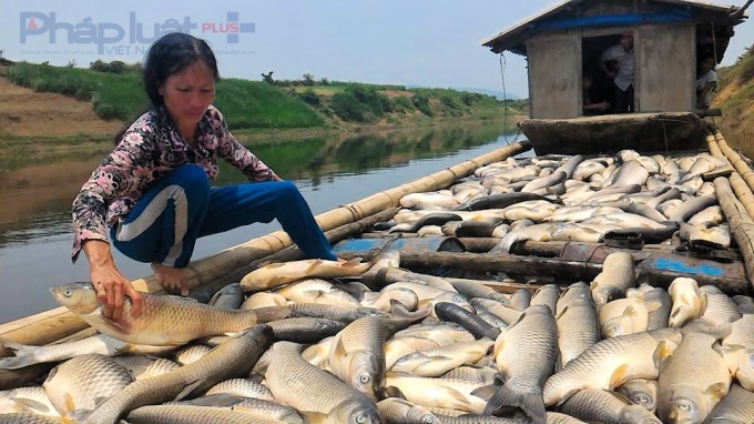 B&agrave; Nguyễn Thị B&aacute;u trước to&agrave;n bộ số c&aacute; chết, thiệt hại ước l&ecirc;n tới 160 triệu đồng.