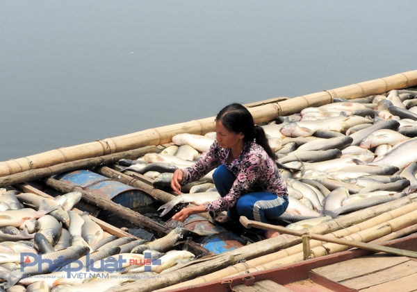 C&aacute; chết do &ocirc; nhiễm qu&aacute; nặng, đ&atilde; được ch&iacute;nh quyền ti&ecirc;u hủy. (Ảnh: A.Thắng)