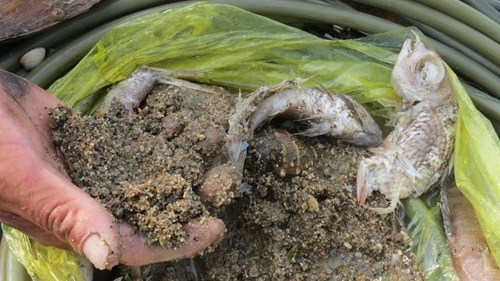 Hiện vật đầu ti&ecirc;n m&agrave; anh Th&ugrave;y mang l&ecirc;n từ đ&aacute;y biển, bao gồm x&aacute;c c&aacute;, x&aacute;c ngao v&agrave; một &iacute;t b&ugrave;n đất.