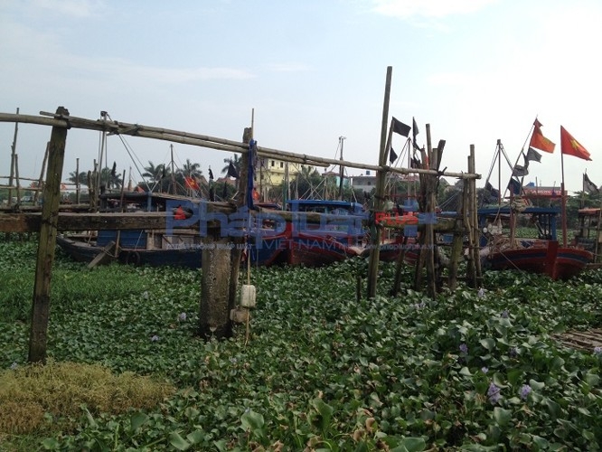 Tại bến đậu của ngư d&acirc;n x&atilde; Thụy Trường c&oacute; khoảng hơn chục thuyền b&egrave; nằm im từ nhiều th&aacute;ng nay c&ograve;n tại bến đậu của ngư d&acirc;n x&atilde; Thụy Xu&acirc;n (khu vực cống Di&ecirc;m Điền), con số n&agrave;y rơi v&agrave;o khoảng 43 chiếc. B&egrave;o tốt um t&ugrave;m, nước d&acirc;ng tr&ocirc;i đắp k&iacute;n thuyền. Ảnh: Trung Du.&nbsp;