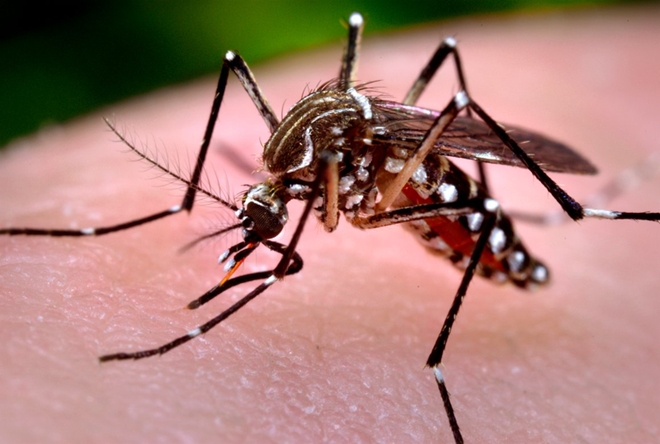 H&agrave;n Quốc ph&aacute;t hiện trường hợp nhiễm virus Zika sau khi trở về từ Việt Nam. Ảnh: minh họa