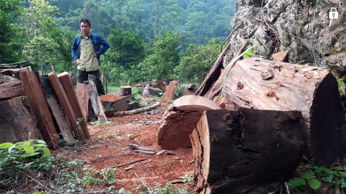 HOT: Th&acirc;m nhập đại c&ocirc;ng trường được l&acirc;m tặc dựng l&ecirc;n để ăn cắp gỗ qu&iacute; tại Na R&igrave; - Bắc Kạn