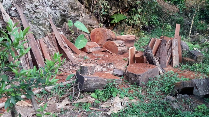 Những kh&uacute;c gỗ lăn l&oacute;c tr&ecirc;n những thảm m&ugrave;n cưa đỏ au tại c&aacute;nh rừng th&ocirc;n N&agrave; B&oacute;, x&atilde; Li&ecirc;m Thủy (Na R&igrave;, Bắc Kạn), c&aacute;ch khu d&acirc;n cư kh&ocirc;ng xa.