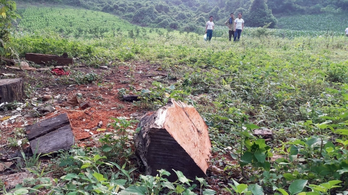 HOT: Th&acirc;m nhập đại c&ocirc;ng trường được l&acirc;m tặc dựng l&ecirc;n để ăn cắp gỗ qu&iacute; tại Na R&igrave; - Bắc Kạn