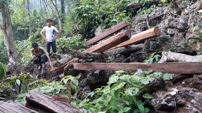 Kh&ocirc;ng kh&oacute; bắt gặp những cảnh tượng như thế n&agrave;y khi v&agrave;o khu rừng th&ocirc;n N&agrave; B&oacute;, huyện Na R&igrave;, Bắc Kạn.&nbsp;