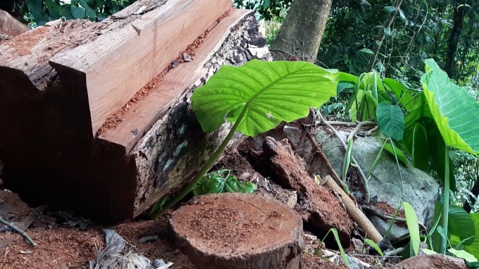 HOT: Th&acirc;m nhập đại c&ocirc;ng trường được l&acirc;m tặc dựng l&ecirc;n để ăn cắp gỗ qu&iacute; tại Na R&igrave; - Bắc Kạn