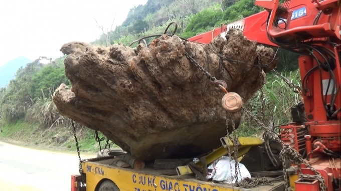 Gốc c&acirc;y nghi G&ugrave; hương c&oacute; gi&aacute; tiền tỷ đang được dư luận quan t&acirc;m do c&oacute; nhiều dấu hiệu bất thường.