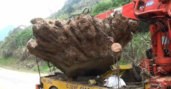 Đường đi của gốc cây Gù Hương "khủng" giá tiền tỷ tại Bắc Kạn