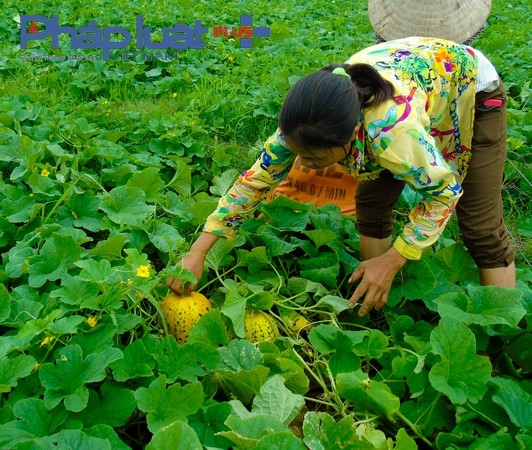 Thu hoạch dưa.