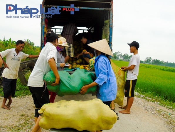 Dưa vừa thu hoạch dưới ruộng l&ecirc;n, tư thương đ&atilde; đ&aacute;nh cả &ocirc; t&ocirc; v&agrave;o thu mua.