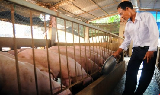 Ảnh minh họa: Ti&ecirc;u chuẩn VietGAP vẫn đang c&oacute; sơ hở.