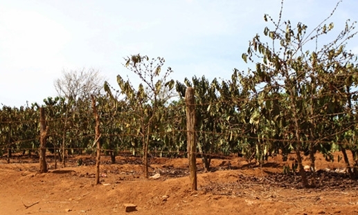 T&acirc;y Nguy&ecirc;n v&agrave; Nam Bộ nắng n&oacute;ng tiếp tục duy tr&igrave;. Ảnh: minh họa.