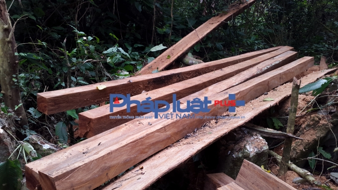 H&agrave;ng chục c&acirc;y gỗ Nghiến bị đốn hạ kh&ocirc;ng thương tiếc tại Khu bảo tồn Thi&ecirc;n nhi&ecirc;n Kim Hỷ, Bắc Kạn.