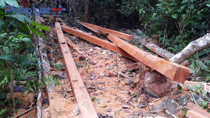 Bắc Kạn: 23 c&acirc;y gỗ Nghiến bị