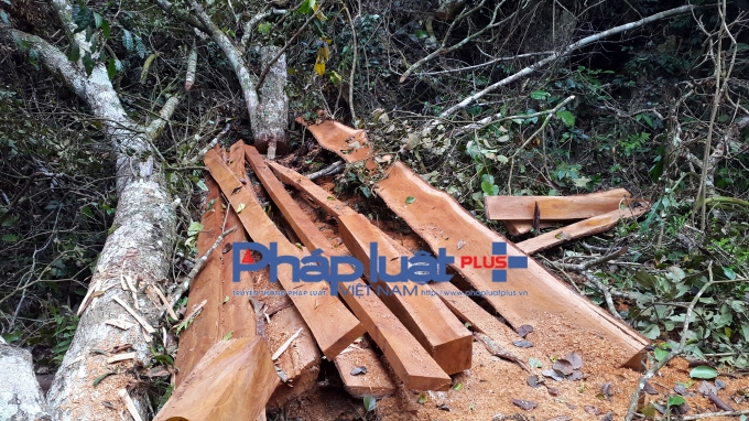 Thực trạng rừng