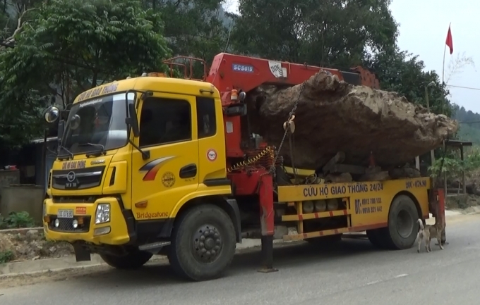 Khối lượng lớn gỗ nghi g&ugrave; hương tại thời điểm bị bắt giữ.