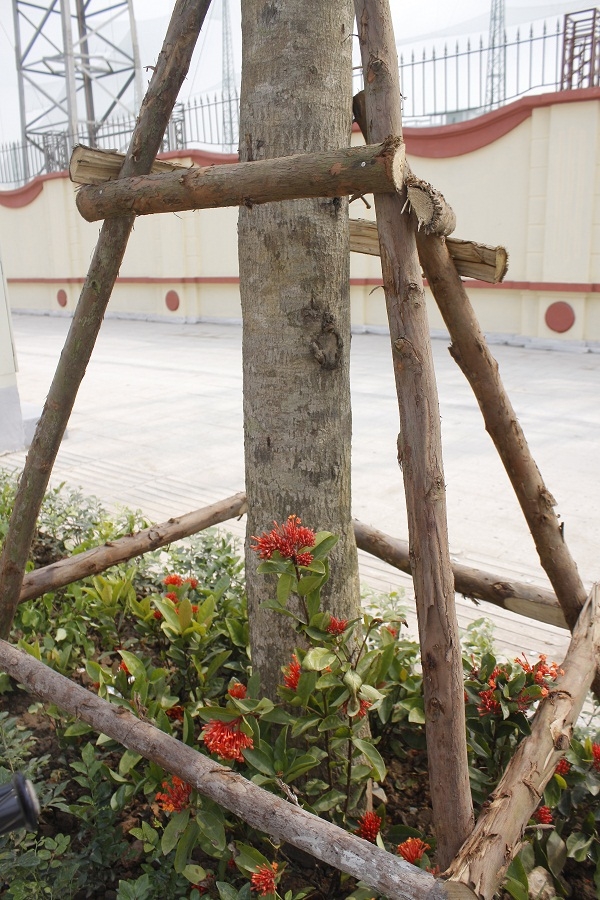 Những c&acirc;y xanh ven đường được gia cố rất chắc chắn. Dưới những gốc c&acirc;y n&agrave;y được trồng nhiều loại hoa kh&aacute;c nhau.