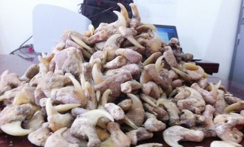 680 m&oacute;ng vuốt động vật nghi của hổ được thu giữ tại nh&agrave; đối tượng Cao Văn V&otilde; (ảnh Hiến Chương).