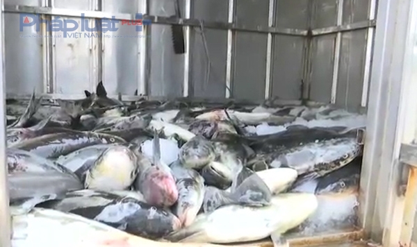 C&aacute; chết được cấp đ&ocirc;ng để sử dụng chứ kh&ocirc;ng phải ti&ecirc;u hủy.