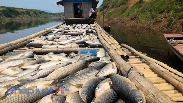 S&aacute;ng ng&agrave;y 7/5, h&agrave;ng chục hộ d&acirc;n tr&ecirc;n s&ocirc;ng Bưởi thuộc x&atilde; Th&agrave;nh Vinh (huyện Thạch Th&agrave;nh) đau đớn nh&igrave;n h&agrave;ng tấn c&aacute; lồng chết sạch.