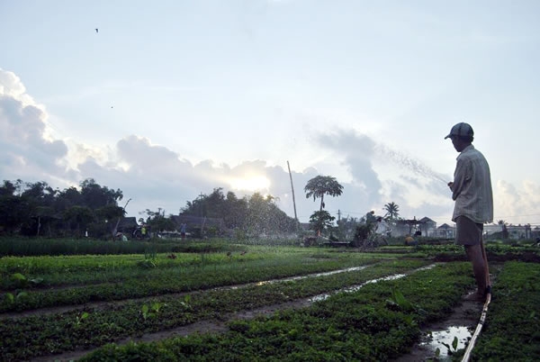 M&ocirc;̣t n&ocirc;ng d&acirc;n đang tưới vườn rau vào lúc sáng sớm.&nbsp;Ảnh: Kim Y&ecirc;́n