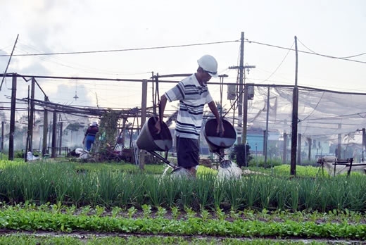 M&ocirc;̣t n&ocirc;ng d&acirc;n đang tưới vườn rau của mình vào lúc sáng sớm. Ảnh: Kim Y&ecirc;́n&nbsp;&nbsp;