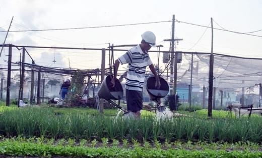 Kiên trì bảo vệ thương hiệu 400 năm rau sạch