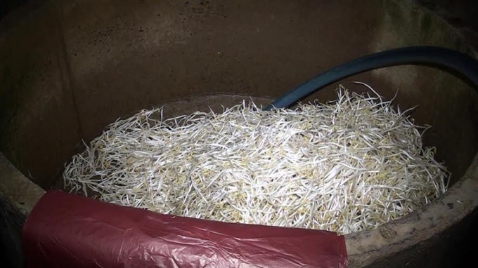 Chủ cơ sở sản xuất cho biết: chất tẩy rửa nhằm mục đ&iacute;ch l&agrave;m cho c&acirc;y gi&aacute; c&oacute; m&agrave;u trắng đẹp bắt mắt.