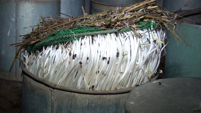 Người d&acirc;n ở TP Phan Thiết v&agrave; H&agrave;m Thuận Bắc&nbsp;ti&ecirc;u thụ cho cơ sở n&agrave;y từ 100 - 200 kg gi&aacute; bẩn mỗi ng&agrave;y.