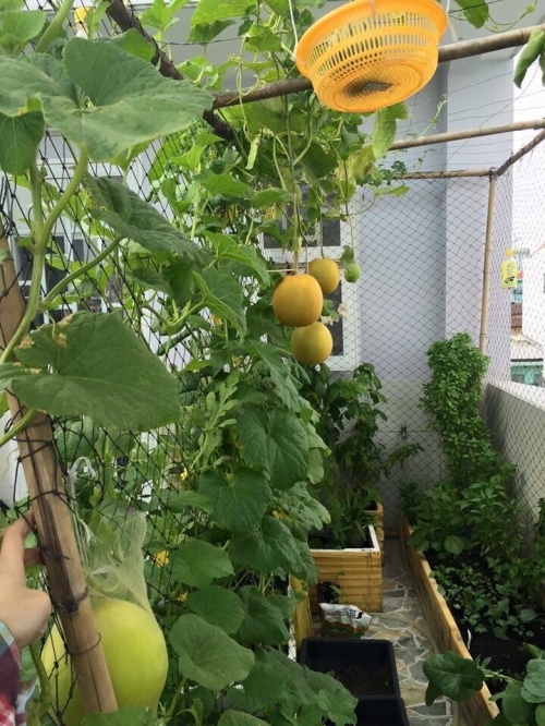 Khu vườn được bố tr&iacute; hợp l&yacute;.