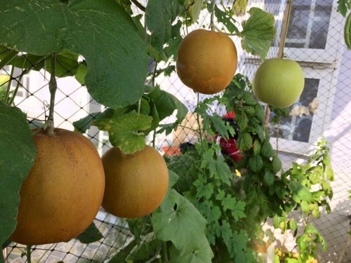 Vườn rau xanh mướt, trĩu quả tr&ecirc;n s&acirc;n thượng của 9X S&agrave;i Th&agrave;nh