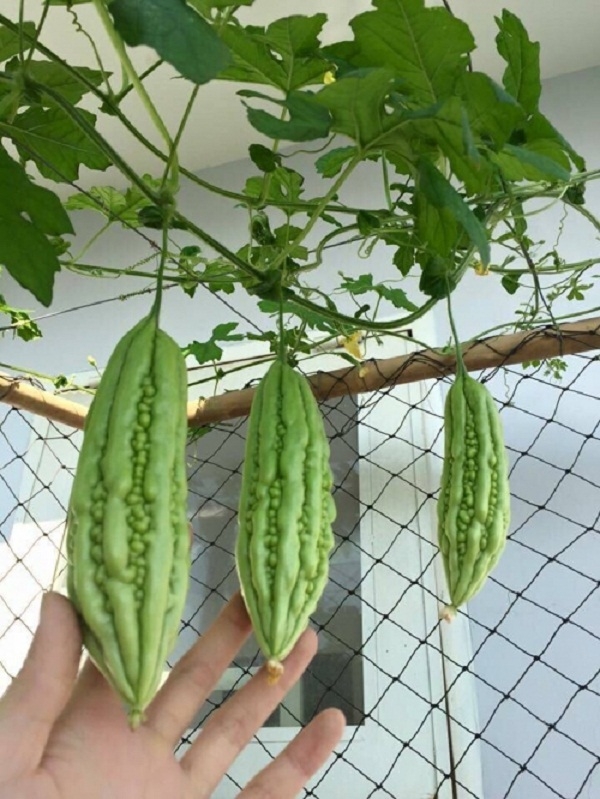 Vườn rau xanh mướt, trĩu quả tr&ecirc;n s&acirc;n thượng của 9X S&agrave;i Th&agrave;nh