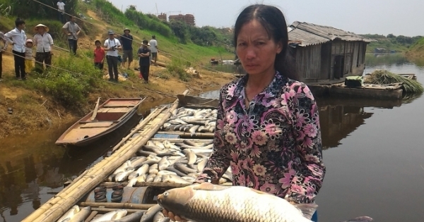 Phạt nhà máy đầu độc sông Bưởi 480 triệu đồng