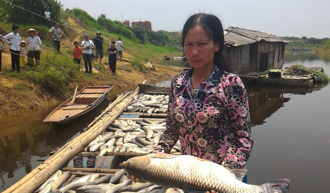 H&agrave;ng tấn c&aacute; chết đ&atilde; bị ti&ecirc;u hủy ch&ocirc;n lấp trong nước mắt của h&agrave;ng chục hộ nu&ocirc;i c&aacute; lồng x&atilde; Th&agrave;nh Vinh, huyện Thạch Th&agrave;nh.