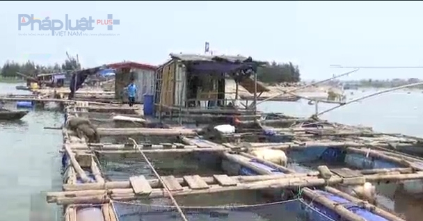 C&ugrave;ng thời gian tr&ecirc;n, tại s&ocirc;ng Lạch Bạng (huyện Tĩnh Gia, Thanh H&oacute;a), c&aacute; lồng của c&aacute;c hộ d&acirc;n cũng chết h&agrave;ng loạt. Tỉnh Thanh H&oacute;a sau đ&oacute; đ&atilde; kết luật: nguy&ecirc;n nh&acirc;n c&aacute; chết l&agrave; do t&agrave;u thuyền đi lại qu&aacute; nhiều g&acirc;y &ocirc; nhiễm.