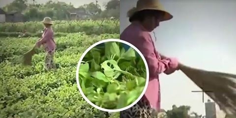 Cần một cây chổi