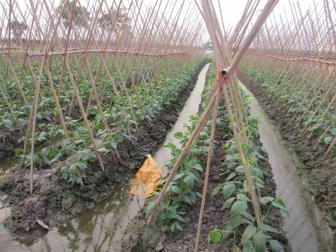 H&agrave; Nội: Người d&acirc;n lao đao v&igrave; rau