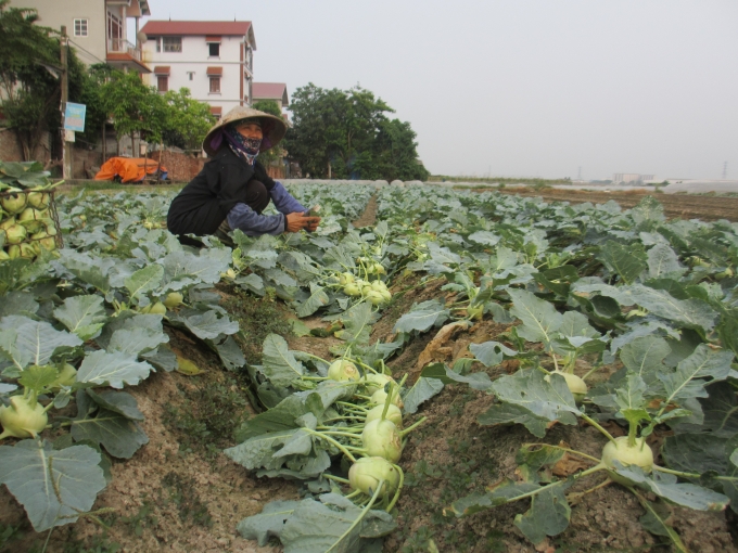 C&ocirc; Thanh đang thu hoạch ruộng su h&agrave;o của m&igrave;nh để mang ra chợ b&aacute;n với gi&aacute; 1 ngh&igrave;n đồng/1 củ. C&ocirc; thường đi b&aacute;n từ 12h đến khoảng 3h s&aacute;ng mới được về. (Ảnh: Thu Hường).