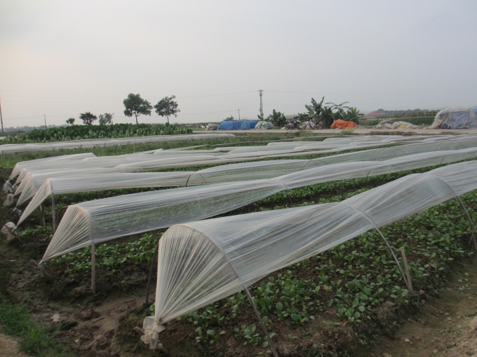 Mặc d&ugrave; kh&ocirc;ng trồng theo ti&ecirc;u chuẩn Vietgap nhưng HTX Y&ecirc;n Nh&acirc;n l&agrave; một trong những v&ugrave;ng trồng rau an to&agrave;n trọng điểm của TP H&agrave; Nội.&nbsp;(Ảnh: Thu Hường).