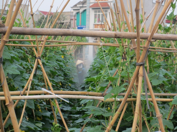 Người d&acirc;n đang phun thuốc sinh học cho ruộng rau của m&igrave;nh.&nbsp;(Ảnh: Thu Hường).