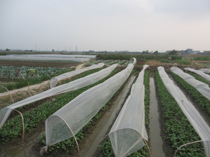 H&agrave; Nội: Người d&acirc;n lao đao v&igrave; rau