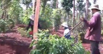 Thời sự 9h ngày 15/5/2016: Trường hợp thai nhi đầu tiên bị dị tật do Virus Zika tại Mỹ