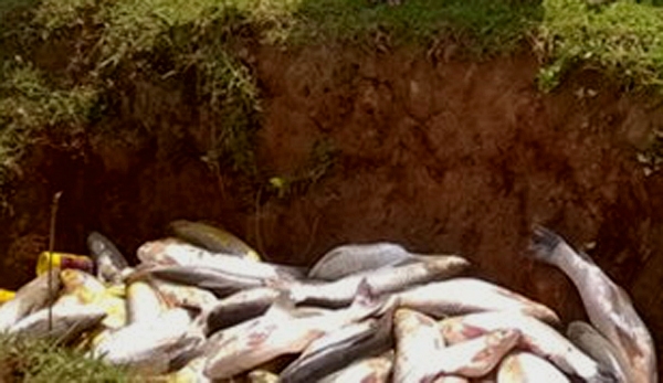 Ba hố ch&ocirc;n ti&ecirc;u hủy c&aacute; chết được ch&iacute;nh quyền x&atilde; Thạch Định, x&atilde; Thạch Cẩm phun h&oacute;a chất đề ph&ograve;ng dịch bệnh l&acirc;y lan.