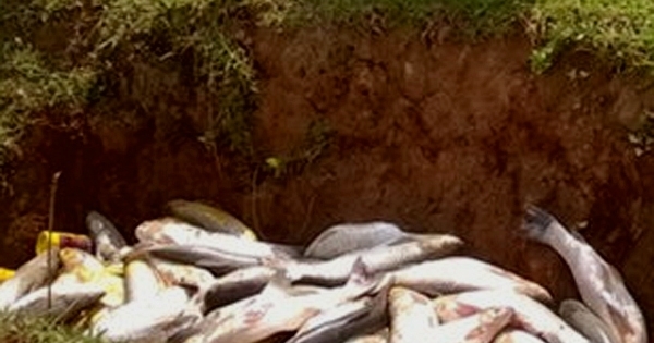 Cá lồng ven sông Bưởi tiếp tục chết hàng loạt, nỗi đau chồng tiếp nỗi đau