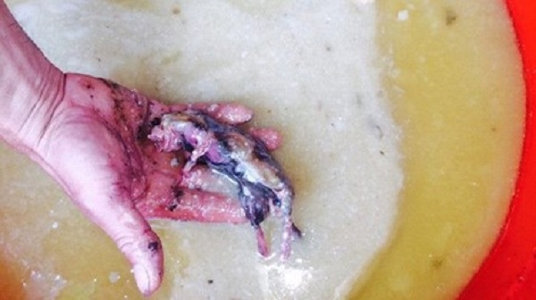 Con chuột thối rữa ở trong th&ugrave;ng mỡ lợn (Ảnh: Kim Chung)