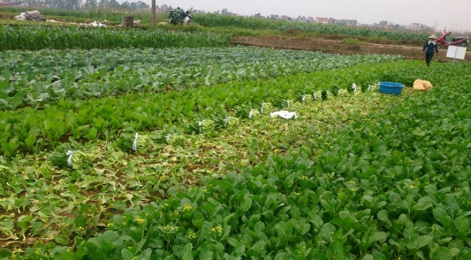 N&ocirc;ng d&acirc;n thu hoạch rau cũng phải đ&uacute;ng theo quy tr&igrave;nh từ kh&acirc;u h&aacute;i rau cho đến kh&acirc;u đ&oacute;ng g&oacute;i.